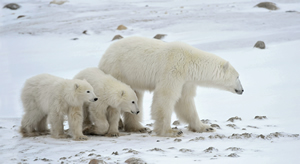 Polar Bear Churchill